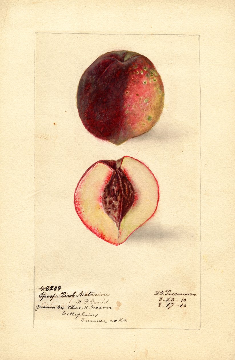 Sport barack nektarin (Prunus persica) (akvarell) alkotó: Deborah Griscom Passmore