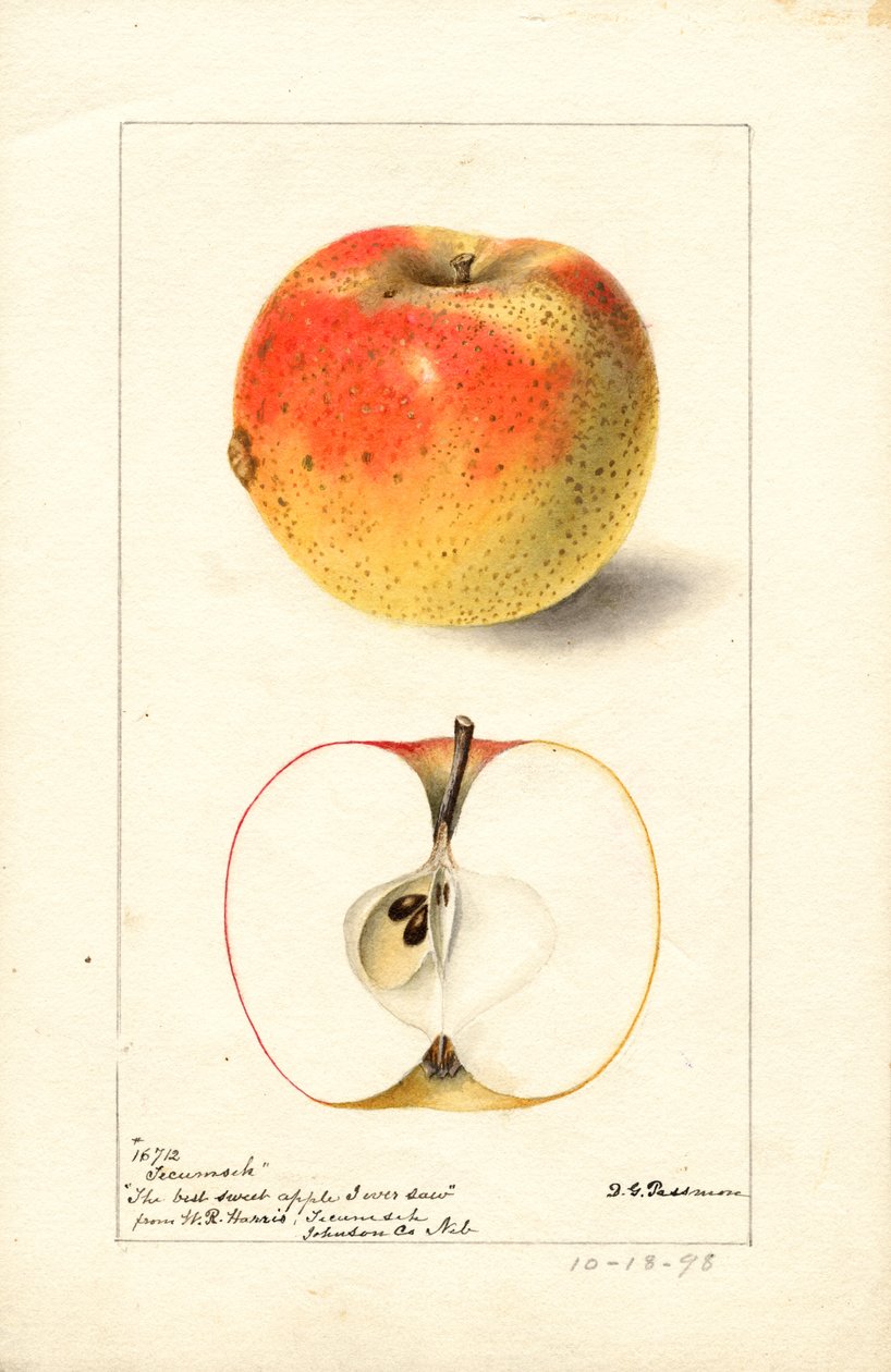 Tecumseh alma ( Malus domestica) (akvarell) alkotó: Deborah Griscom Passmore