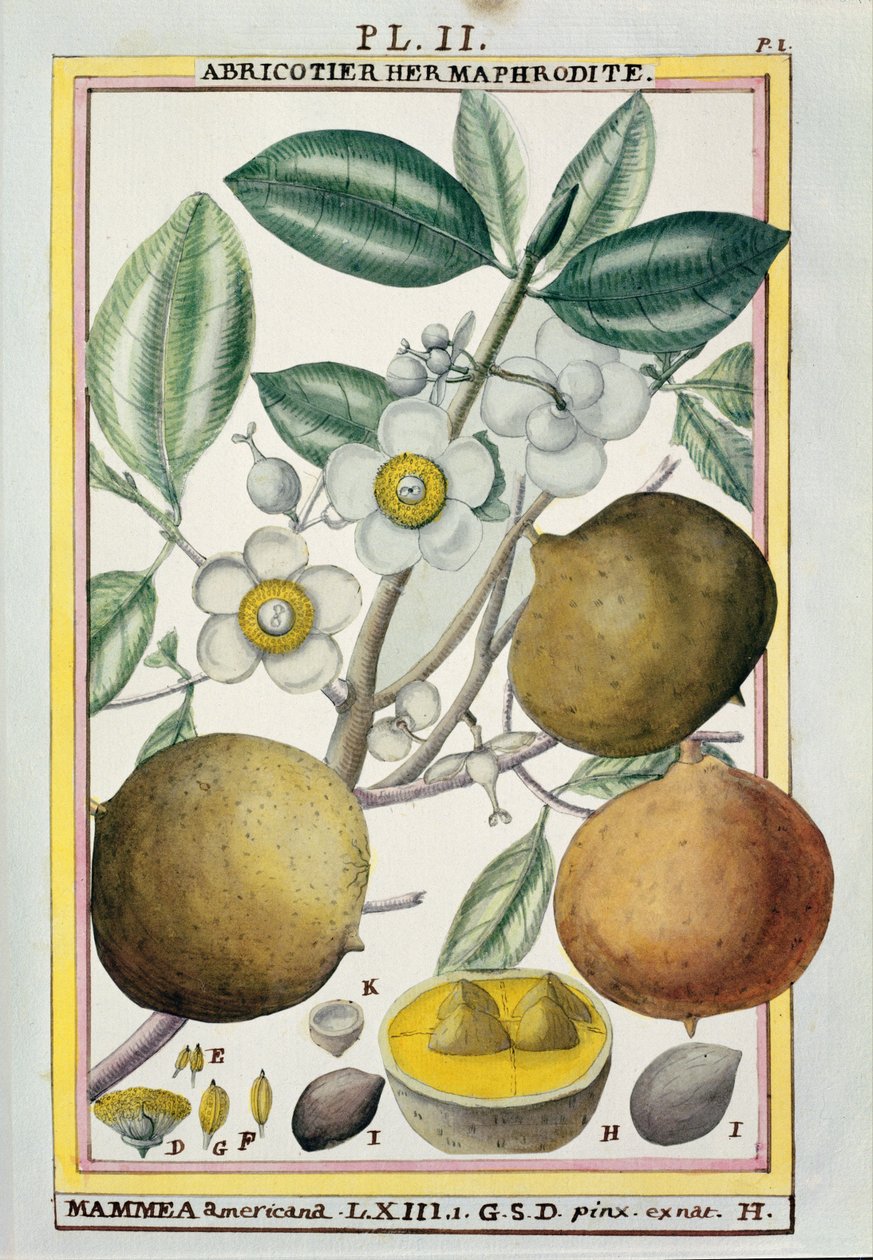 Hermaphrodita sárgabarackfa, a "Florindie ou Historie physico-economique des végétaux de la Torride" című könyvből, 1789. alkotó: Delahaye
