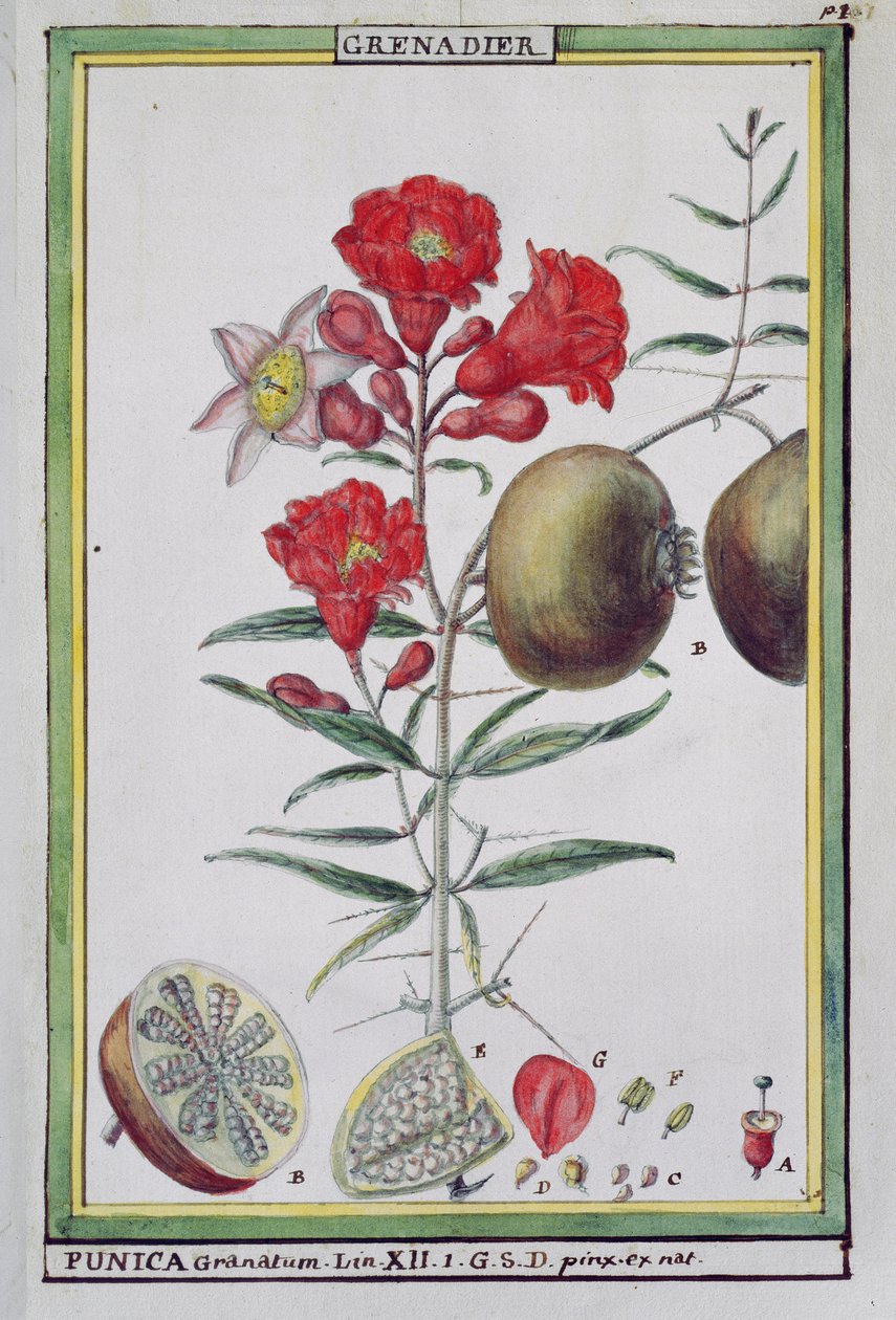 Gránátalmafa, Florindie vagy Historie physico-economic des vegetaux de la Torride, 1789 alkotó: Delahaye