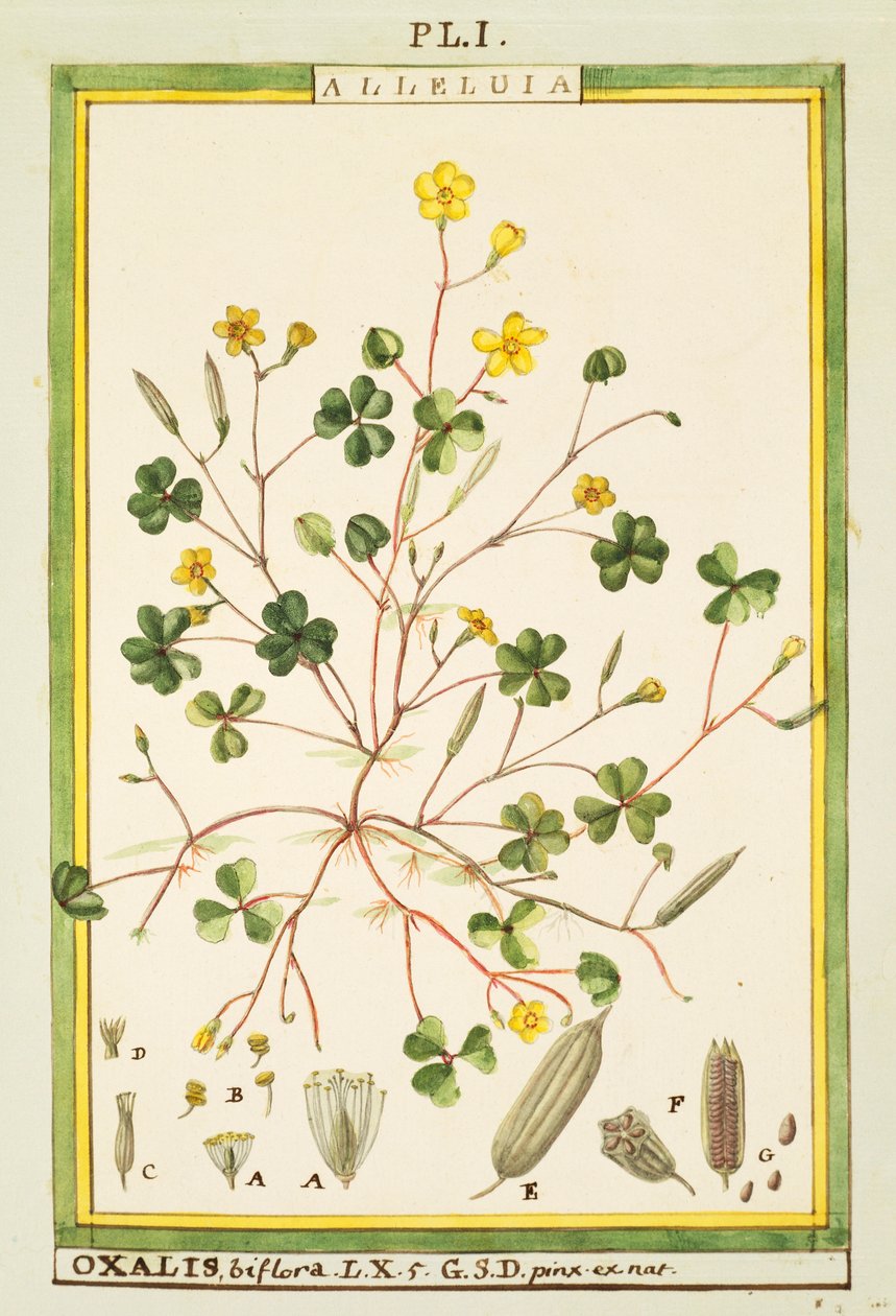 Bermuda boglárka (Oxalis biflora vagy pes-caprae), Delahaye akvarellje alkotó: Delahaye Delahaye