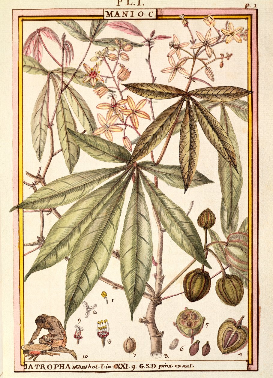 Manóka (Jatropha manihot), Delahaye, akvarell alkotó: Delahaye Delahaye