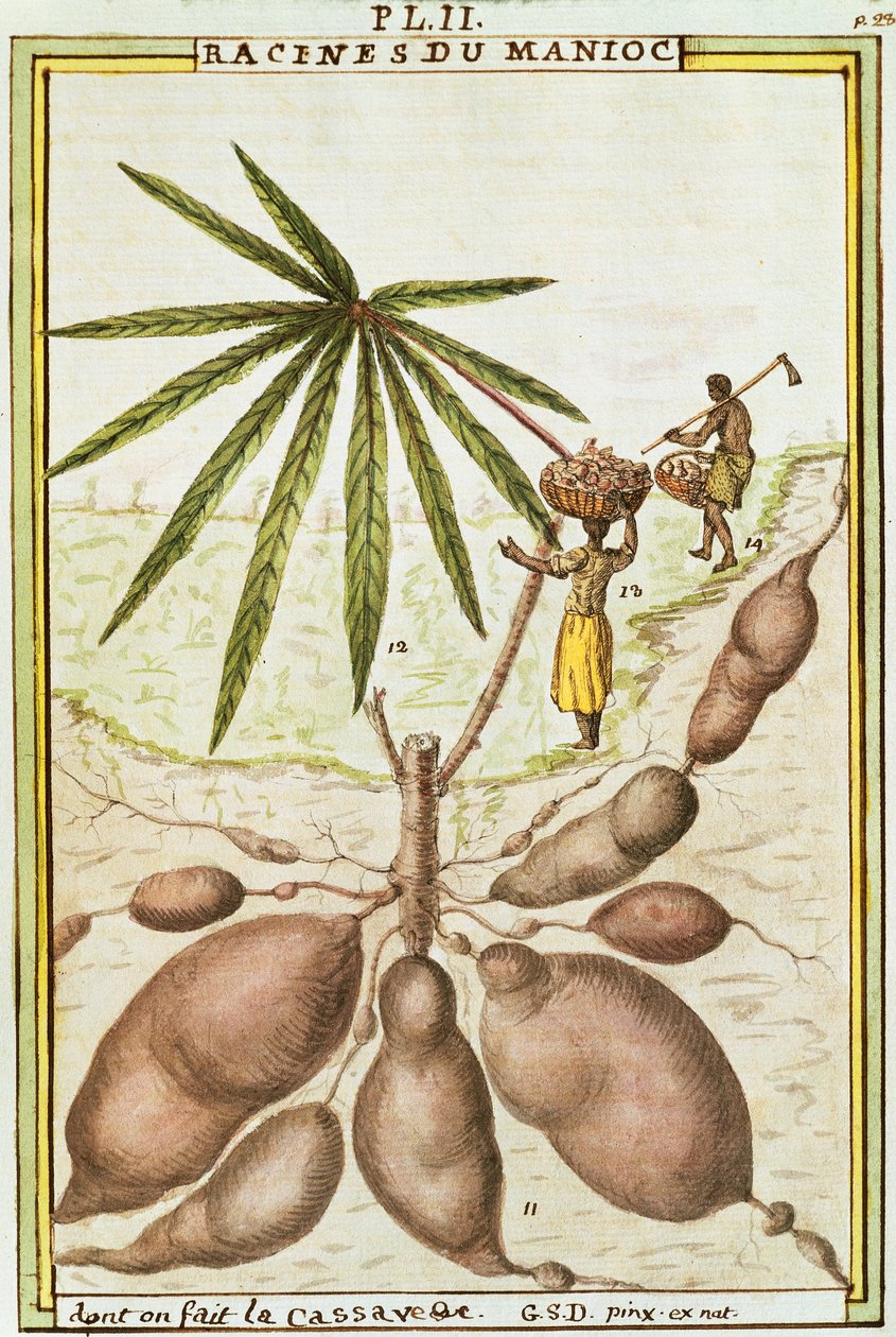 Manióka- vagy manióka gyökér (Manihot esculenta) a manióka kenyér készítéséhez használt, Delahaye akvarellje alkotó: Delahaye Delahaye
