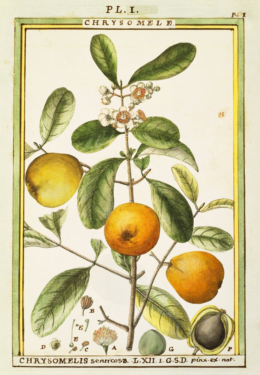 Krizoméla (Chrysomelis senticosa), Delahaye akvarellje alkotó: Delahaye Delahaye