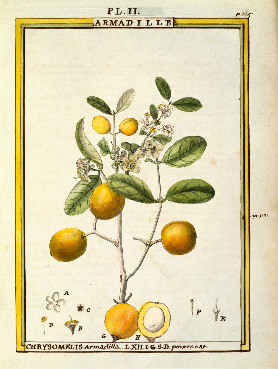 Chrysomelis Armadilla, Delahaye akvarellje alkotó: Delahaye Delahaye