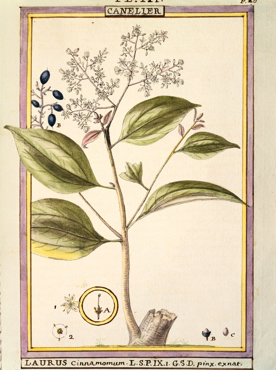 Fahéj (Laurus cinnamomum), Delahaye akvarellje alkotó: Delahaye Delahaye