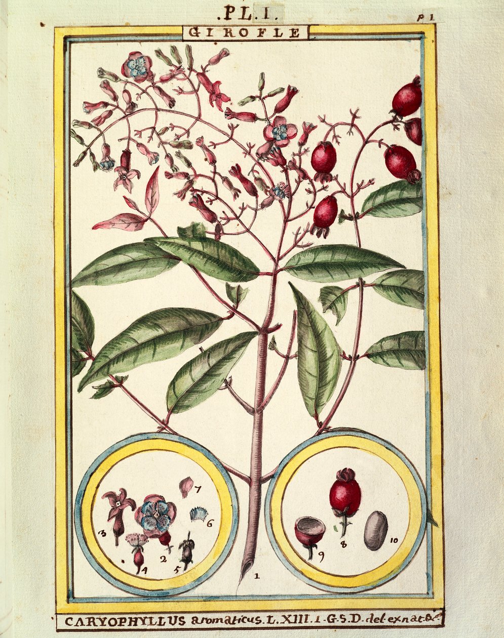 Szegfűszeg (Caryophyllus Aromaticus), Delahaye akvarellje alkotó: Delahaye Delahaye