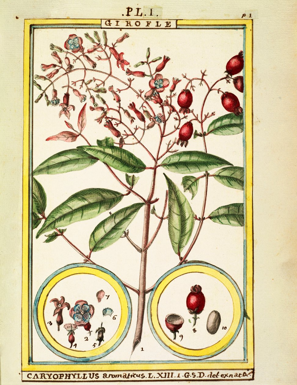 Szegfűszeg (Caryophyllus Aromaticus), Delahaye akvarellje alkotó: Delahaye Delahaye
