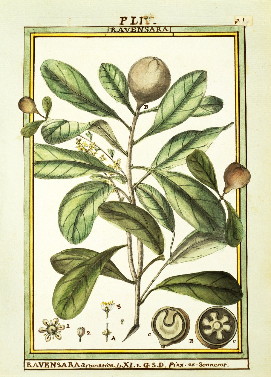 Cryptocarya Aromatica, Delahaye akvarellje alkotó: Delahaye Delahaye