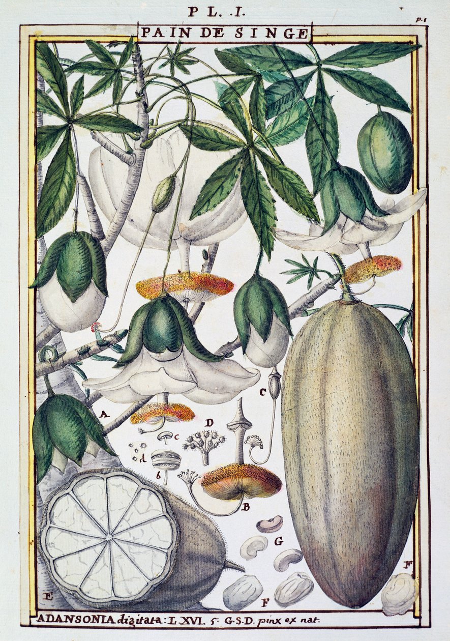 Baobab fa (Adansonia digitata) gyümölcsei és virágai, Delahaye, Florindie vagy Historie physico-economic des Vegetaux de la Torride alkotó: Delahaye Delahaye
