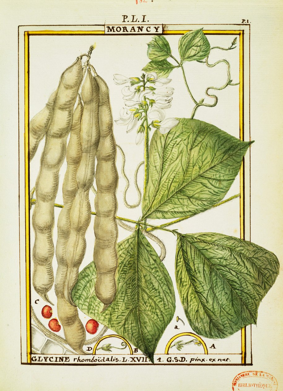 Glycine Rhomboidalis, Delahaye akvarellje alkotó: Delahaye Delahaye