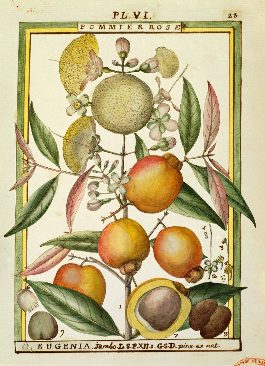 Malabar szilva vagy rózsa alma (Eugenia Jambos vagy Syzygium Jambos), akvarell: Delahaye alkotó: Delahaye Delahaye