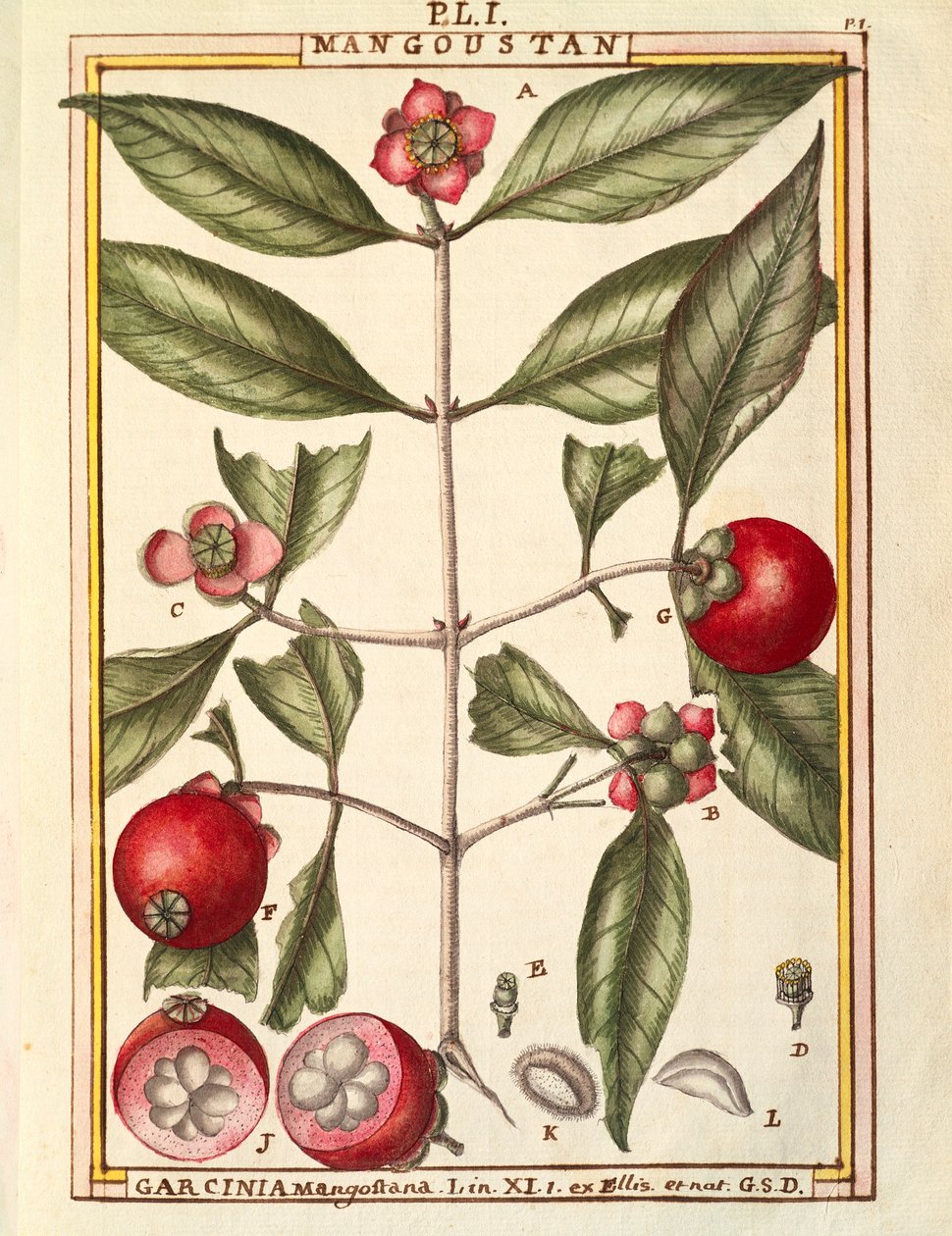 Mangosztán (Garcinia mangostana), Delahaye akvarellje alkotó: Delahaye Delahaye