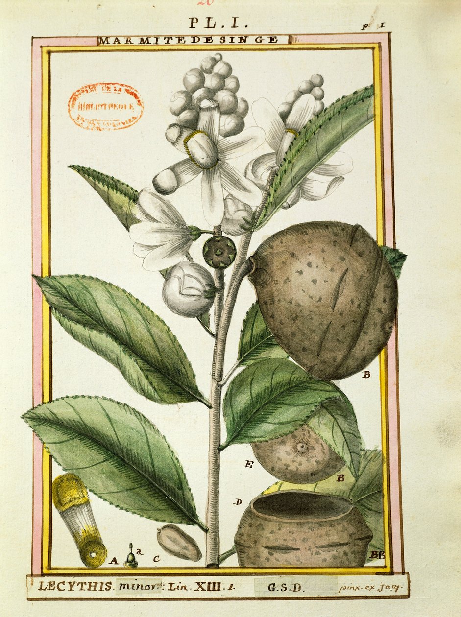 Monkey pot Nut (lecythis minor), Delahaye akvarellje alkotó: Delahaye Delahaye