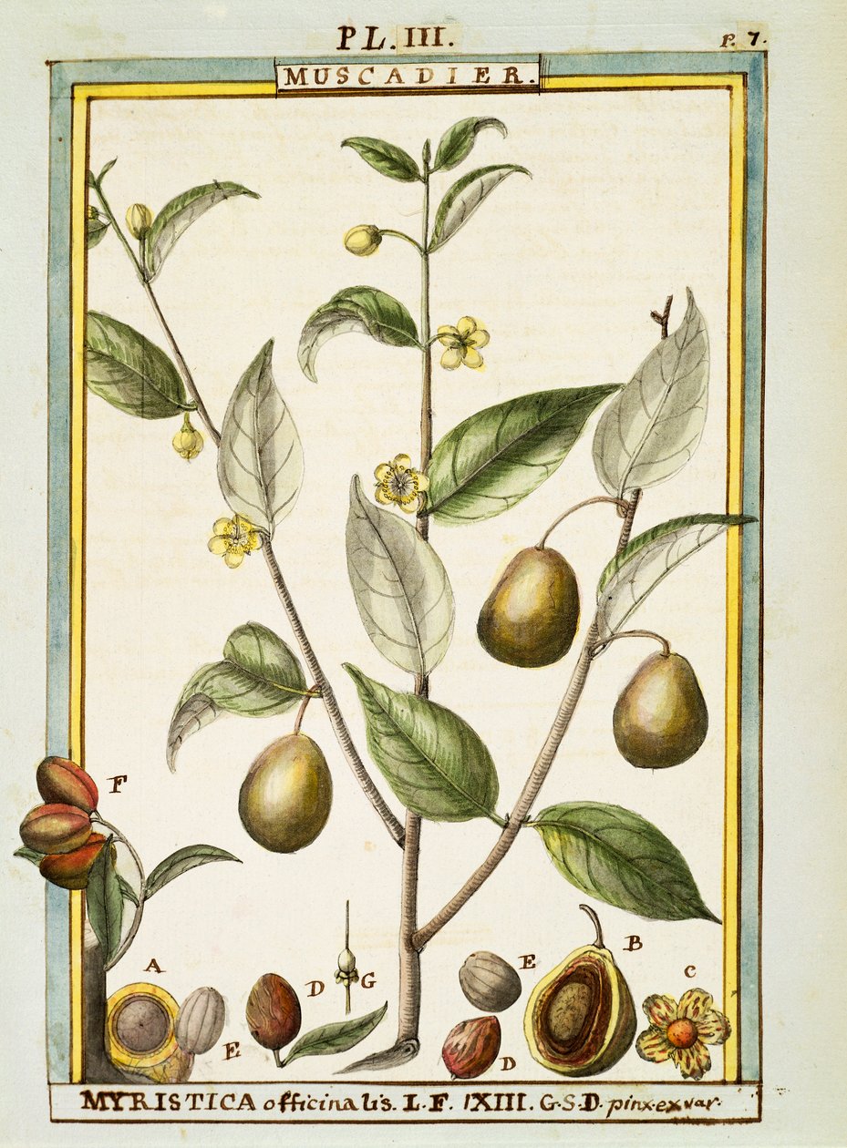 Szerecsendió (Myristica fragrans vagy officinalis), Delahaye akvarellje alkotó: Delahaye Delahaye
