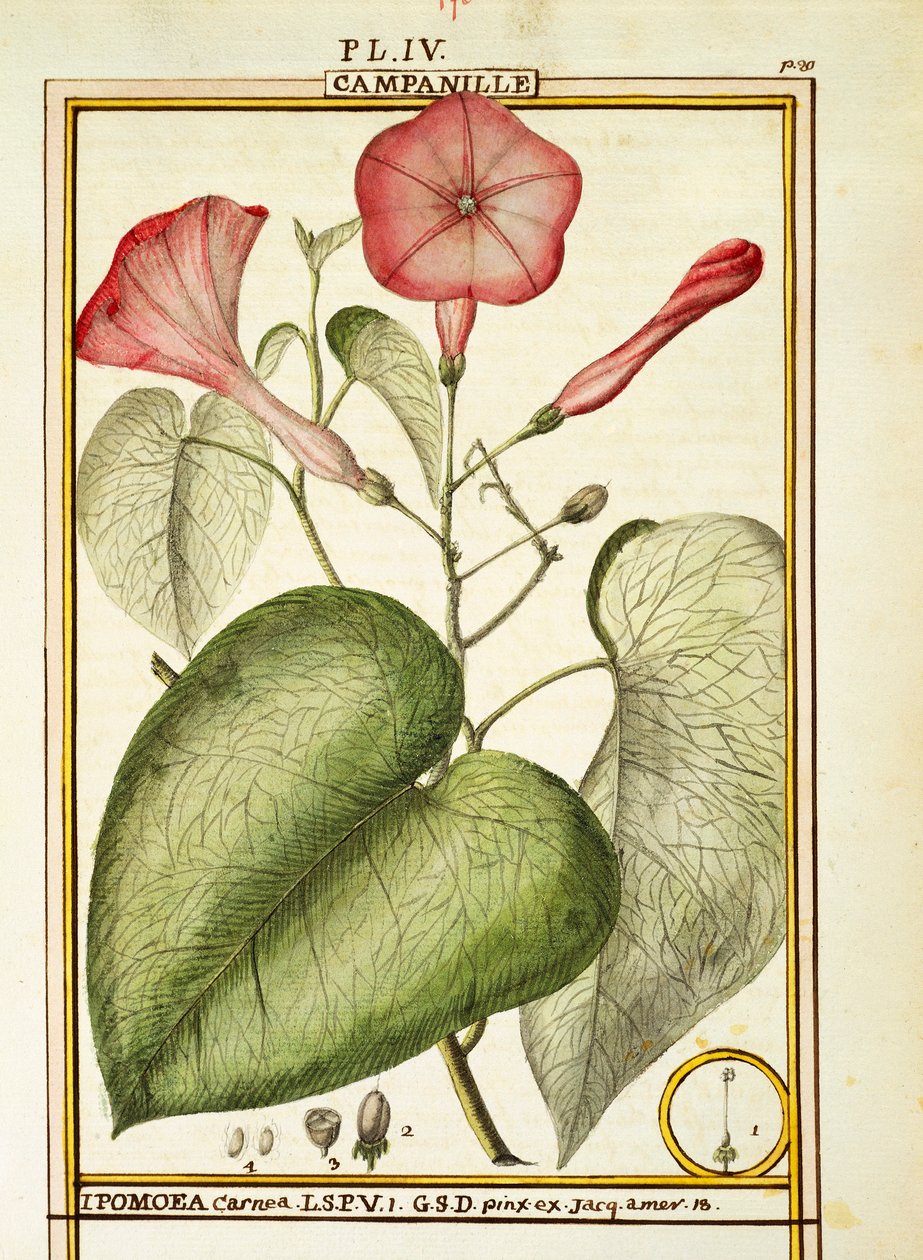 Pink Morning Glory (Ipomoea Carnea), Delahaye akvarellje alkotó: Delahaye Delahaye
