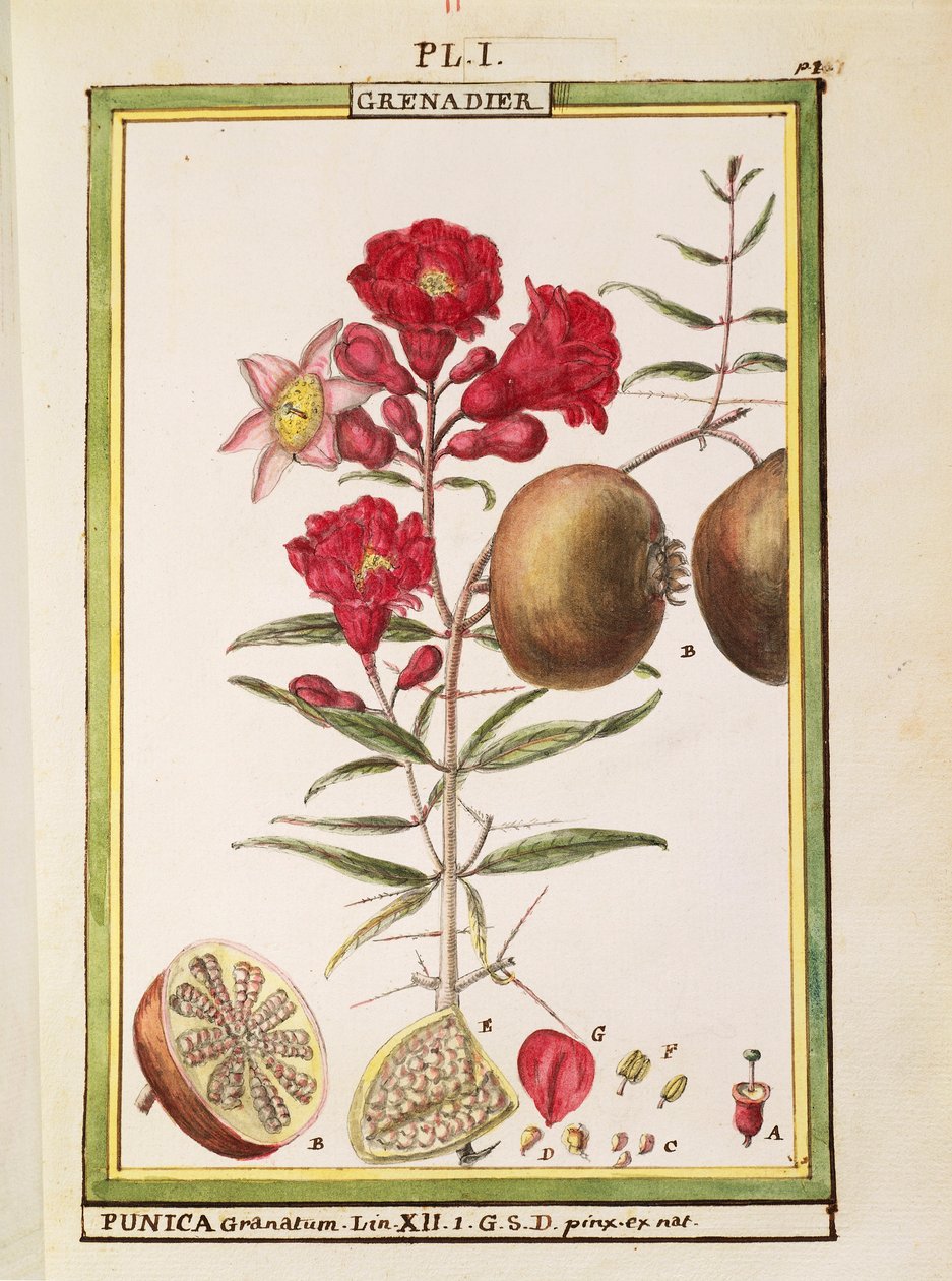 Gránátalma (Punica granatum), Delahaye akvarellje alkotó: Delahaye Delahaye