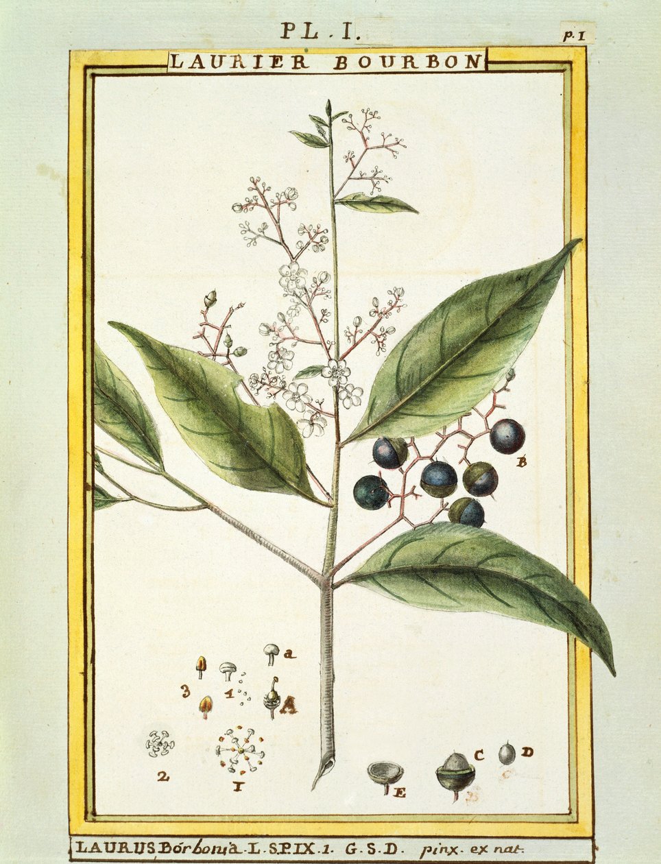 Red Bay Tree (Laurus borbonia vagy Persea carolinensis), akvarell Delahaye alkotó: Delahaye Delahaye