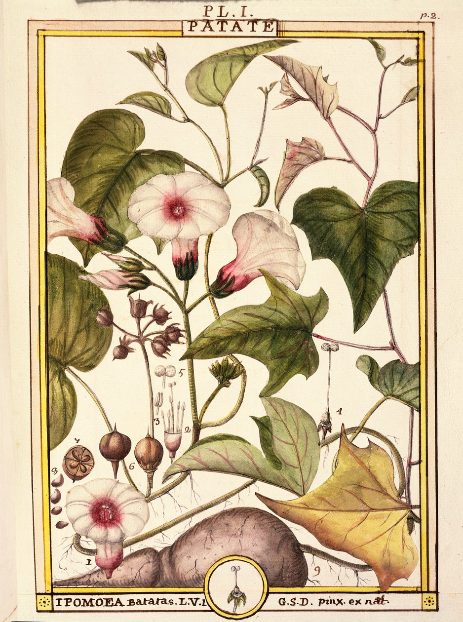 Édesburgonya (Ipomea batatas), Delahaye, akvarell alkotó: Delahaye Delahaye