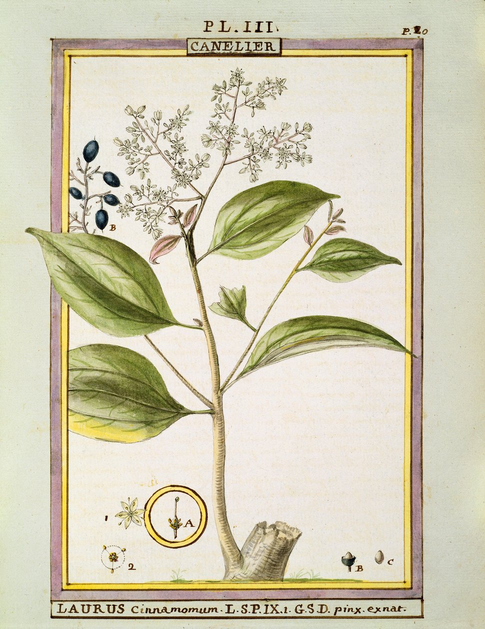 Igazi fahéj (Cinnamomum Verum), Delahaye akvarellje alkotó: Delahaye Delahaye