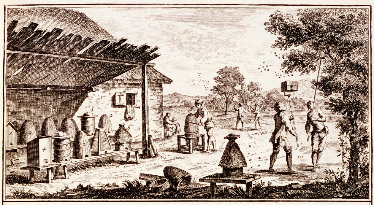 Méhészet, a Tudományok szótárából, 1770 körüli metszet részlete a 746836 metszetből. alkotó: Denis Diderot