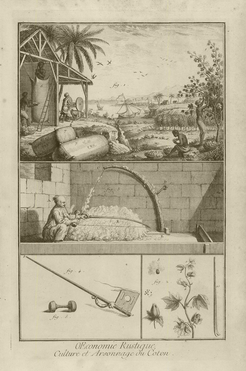 Gyapotmező Amerikában; aratás íjjal; gyapotnövény (cím), 1762 alkotó: Denis Diderot
