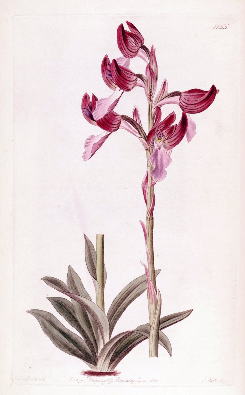 Anacamptis papilionacea illusztrációja alkotó: Designer