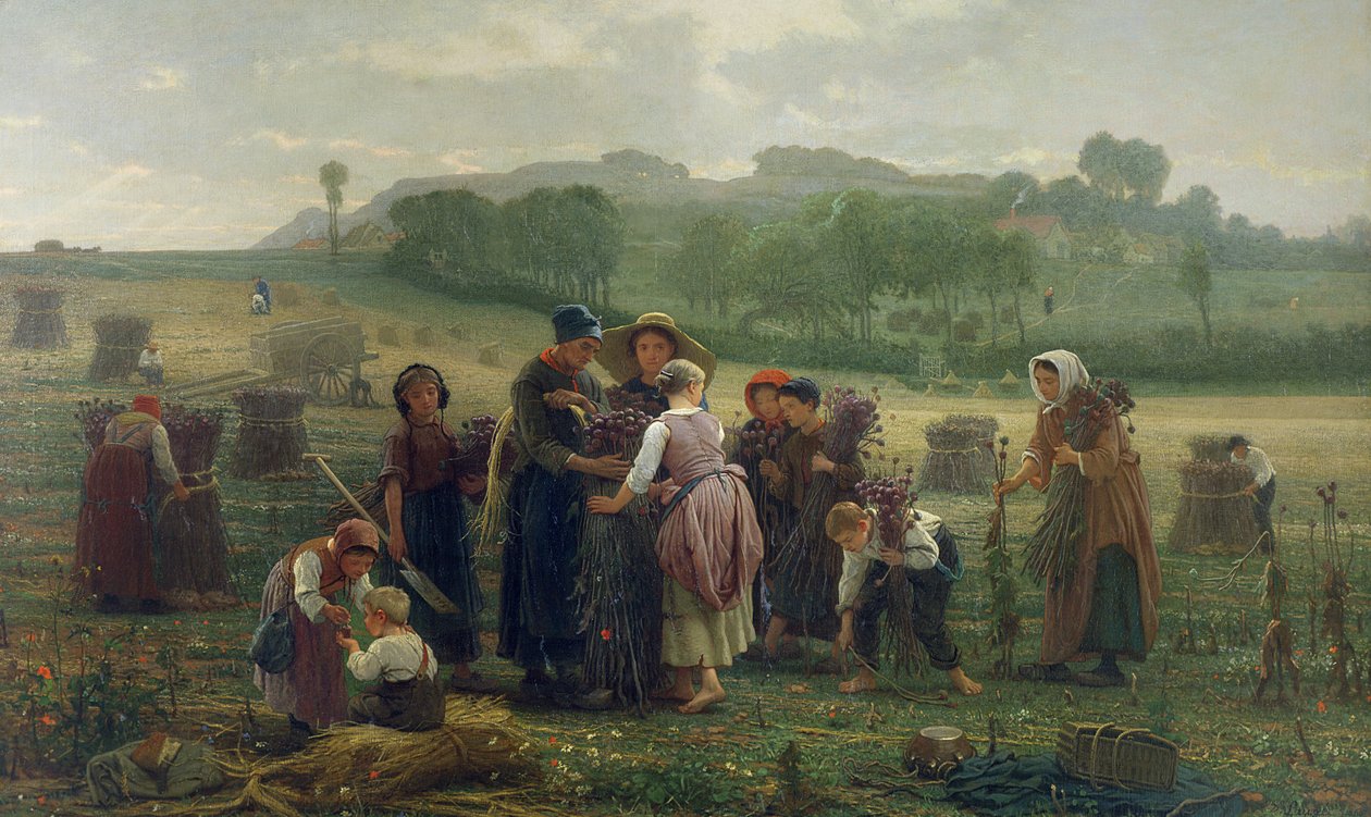 Mák betakarítás Picardiában, 1860 alkotó: Desire Francois Laugee