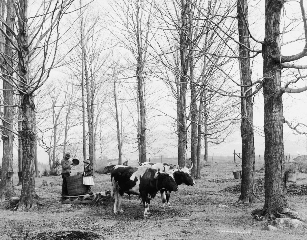 A nedv behozatala egy juharcukor táborban, 1900-2006 körül alkotó: Detroit Publishing Co.
