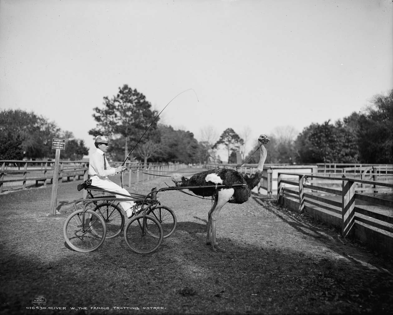 Oliver W., a híres ügető strucc, a floridai struccfarmon, Jacksonville-ben, 1903 alkotó: Detroit Publishing Co.