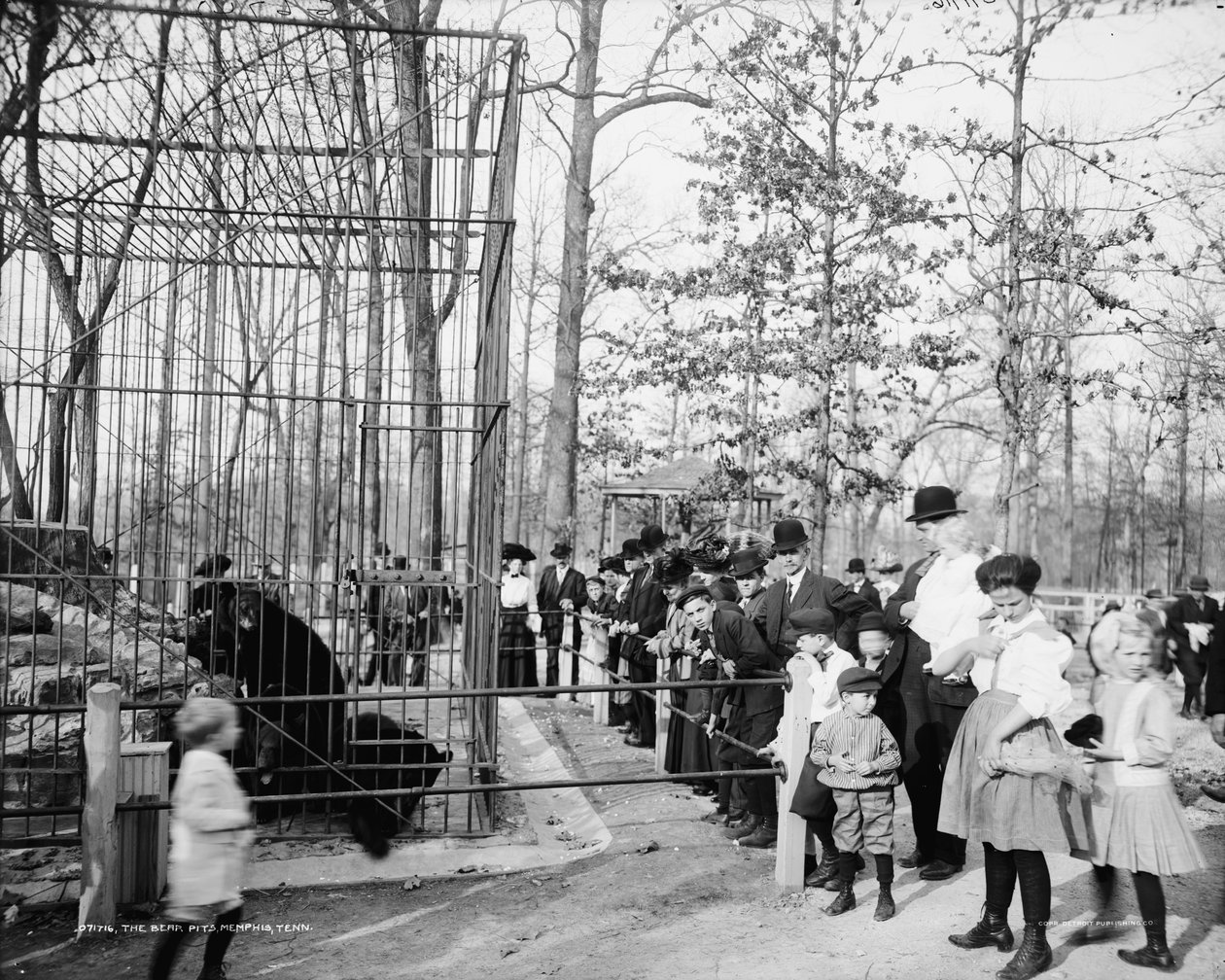 The Bear Pits, Memphis, Tennessee, 1900-20 körül alkotó: Detroit Publishing Co.