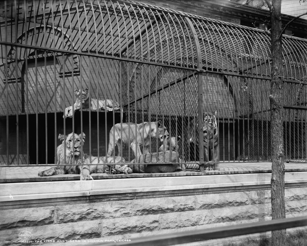 Oroszlánok és tigrisek a Lincoln Parkban, Chicagóban, 1901 körül alkotó: Detroit Publishing Co.