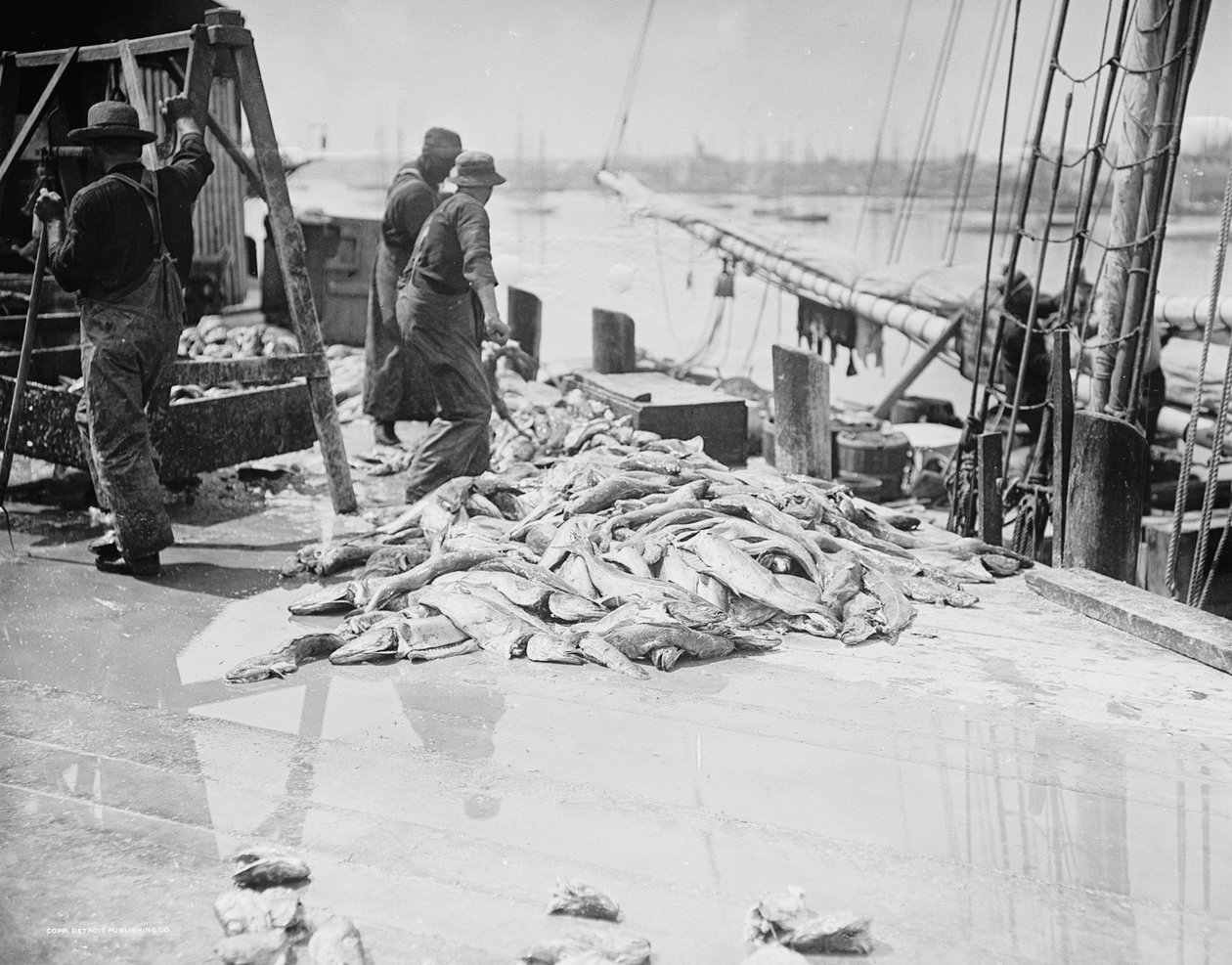 Gorton tőkehalának kirakodása, Gloucester, Massachusetts, 1905 körül alkotó: Detroit Publishing Co.