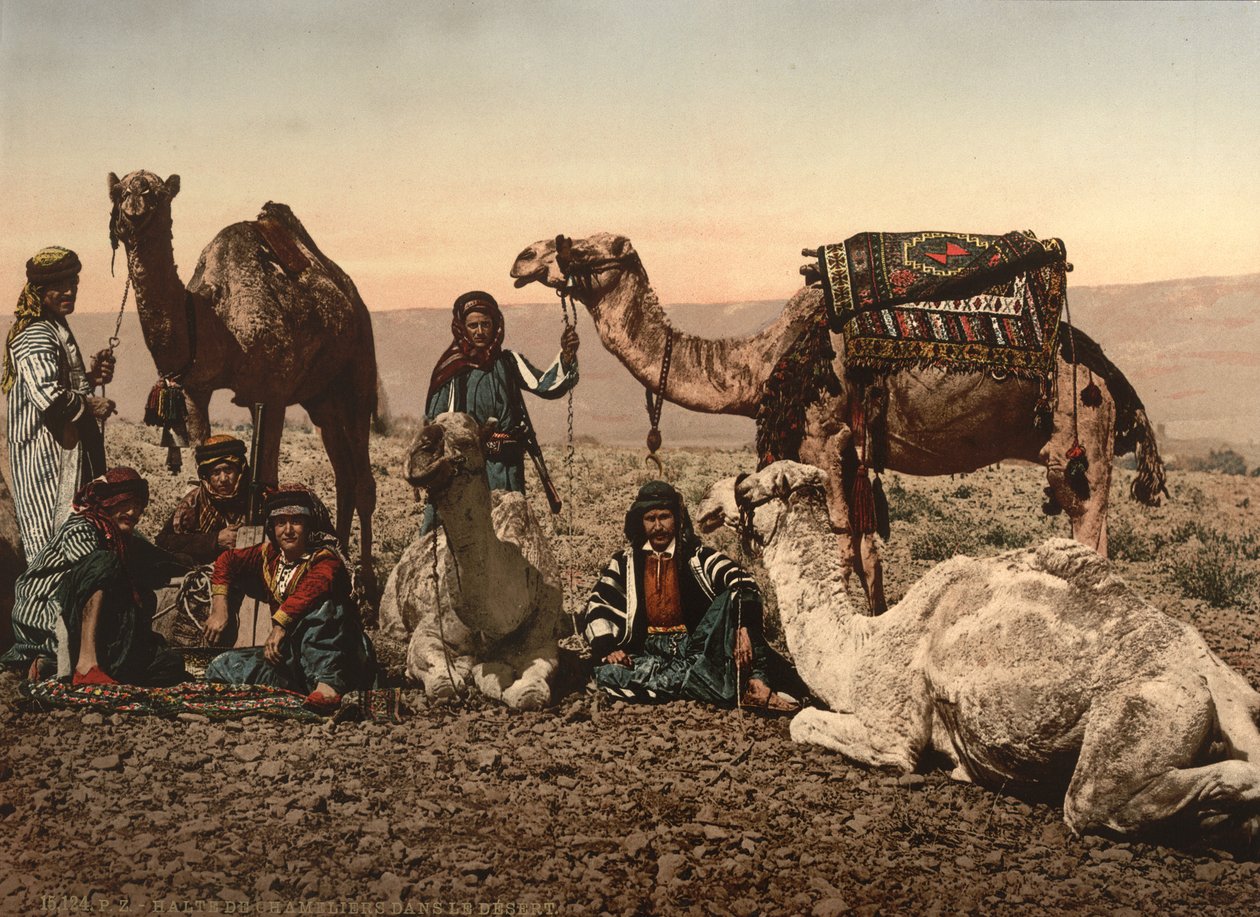 A sivatagban megállt tevék, Szentföld, 1890 körül (fotomechanikus nyomat) alkotó: Detroit Photographic Co.
