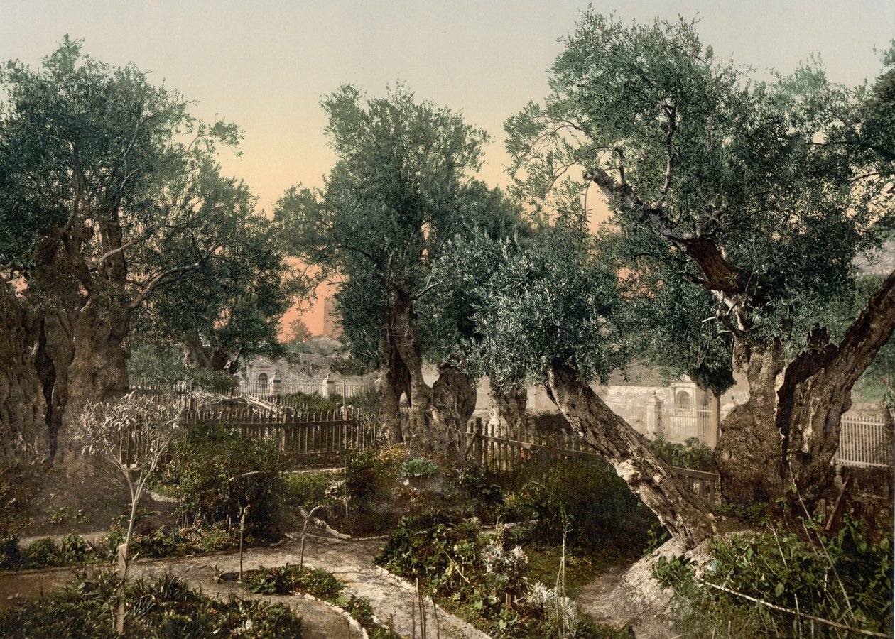 Gecsemáné kertje, Jeruzsálem, Szentföld, 1890 körül – 1900 körül (fényképnyomat) alkotó: Detroit Photographic Co.
