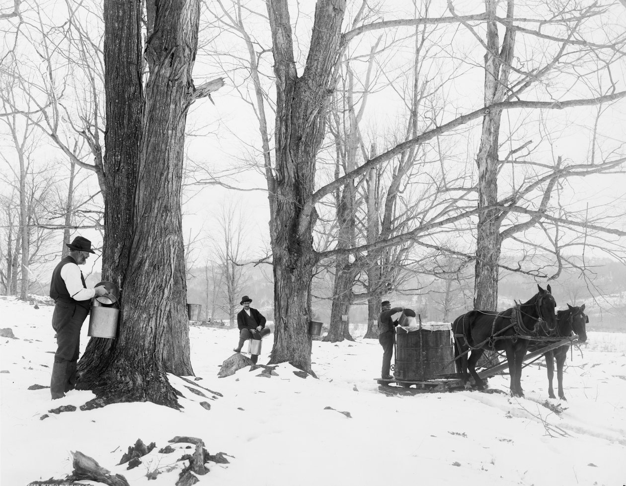 Nedvgyűjtés egy vermonti juharcukor táborban alkotó: Detroit Publishing Co.