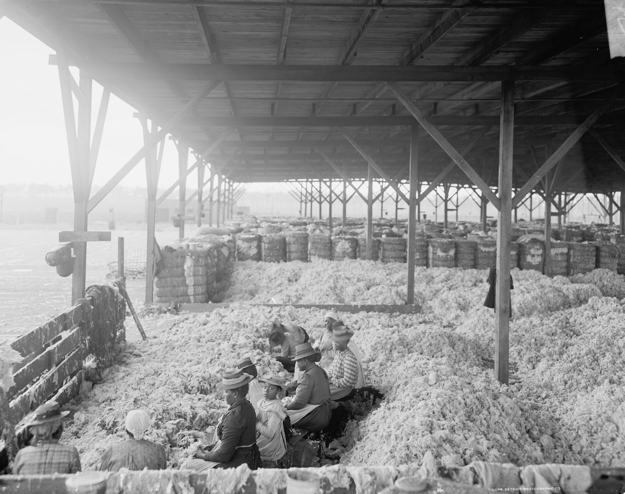 Gyapotválogatás az Atlantic Cotton Compress Company számára, Pensacola, Florida alkotó: Detroit Publishing Co.