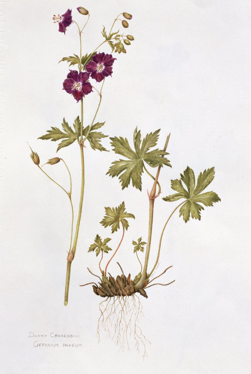Dusky Cranesbill (wc papíron) alkotó: Diana Everett