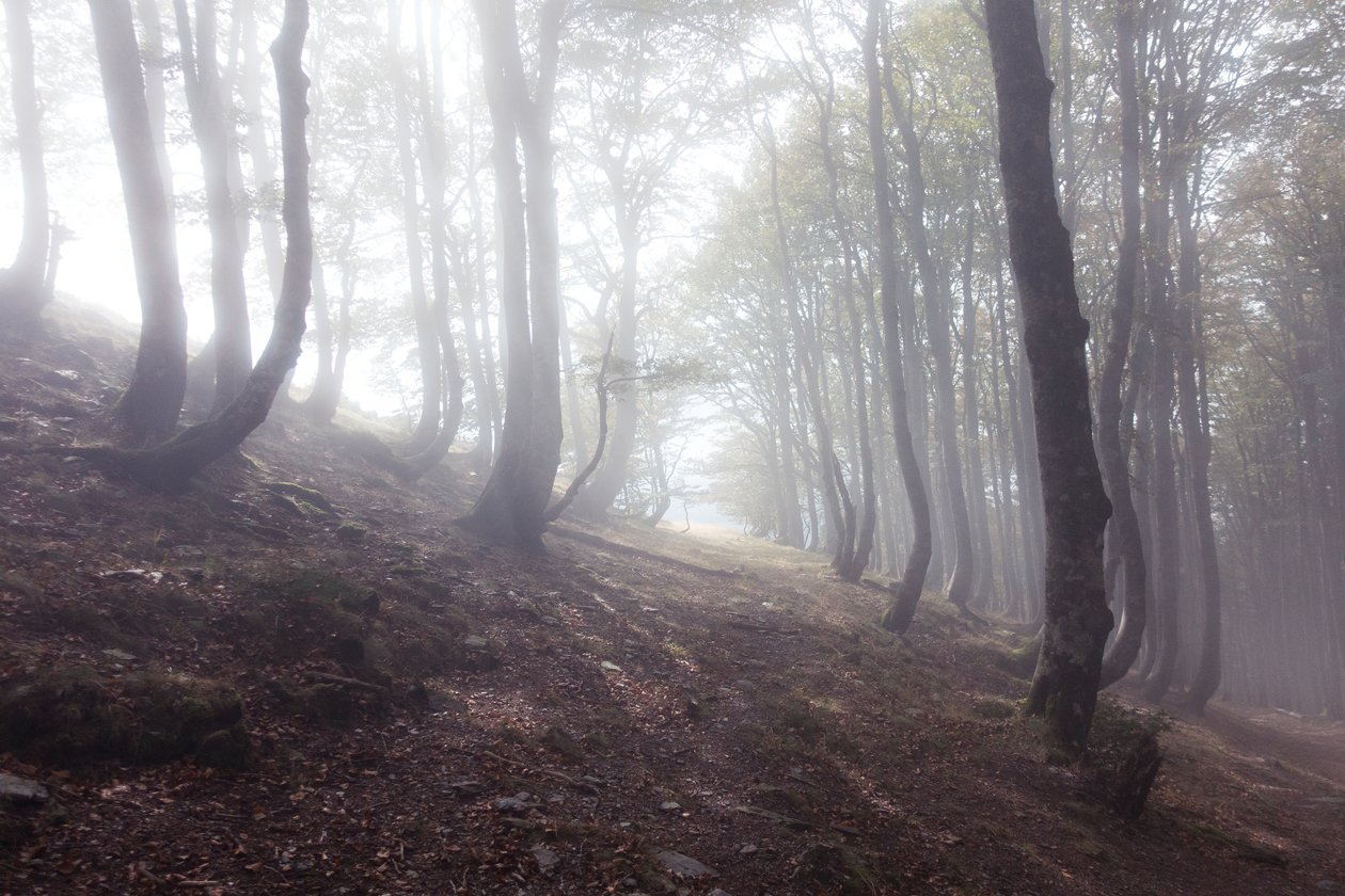  alkotó: Diego Beyro