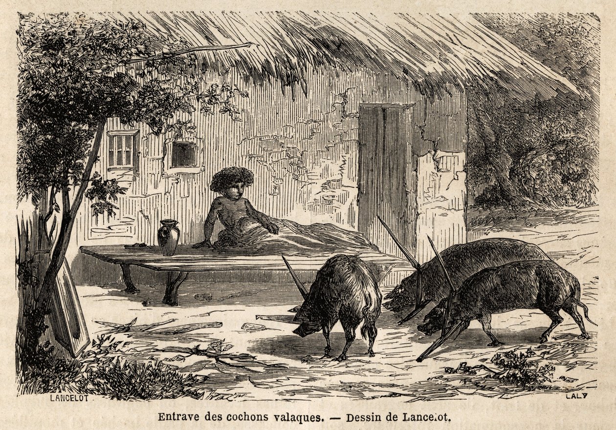 Valaque sertések ily módon immobilizált előtereinek akadályai, Romániában. Metszet a Párizsból Bukarestbe tartó utazás szemléltetésére, Lancelot rajzoló 1860-ban, megjelent a „Le tour du monde, nouveau Journal des voyages” irányítása alatt. alkotó: Dieudonne Auguste Lancelot