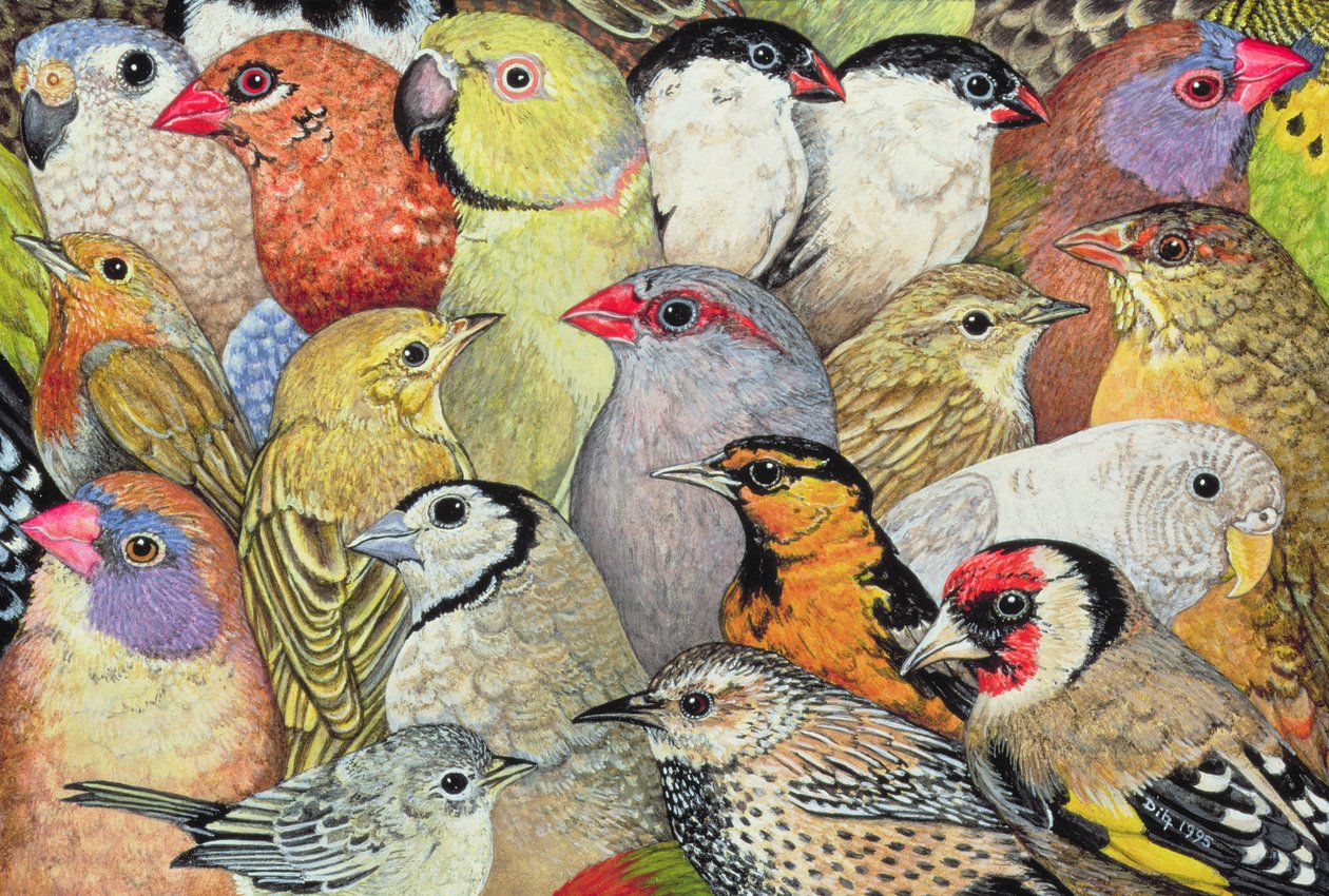 Patchwork-Birds, 1995 (akril a panelen) alkotó: Ditz