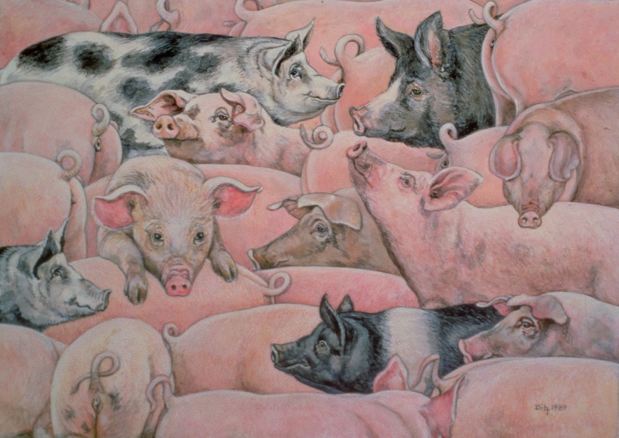 Pig-Spread alkotó: Ditz