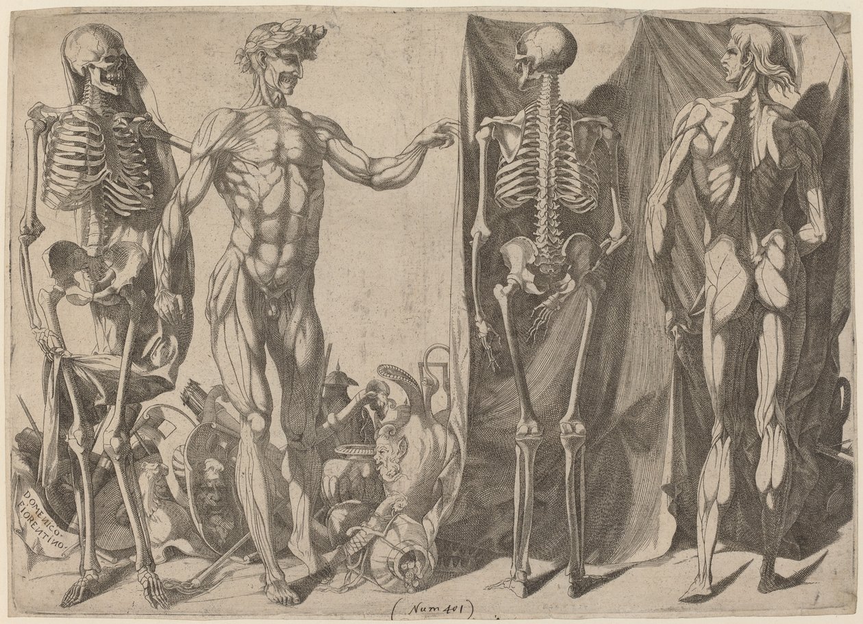 Skeletons and Flayed, c. 1540-1545. alkotó: Domenico del Barbiere