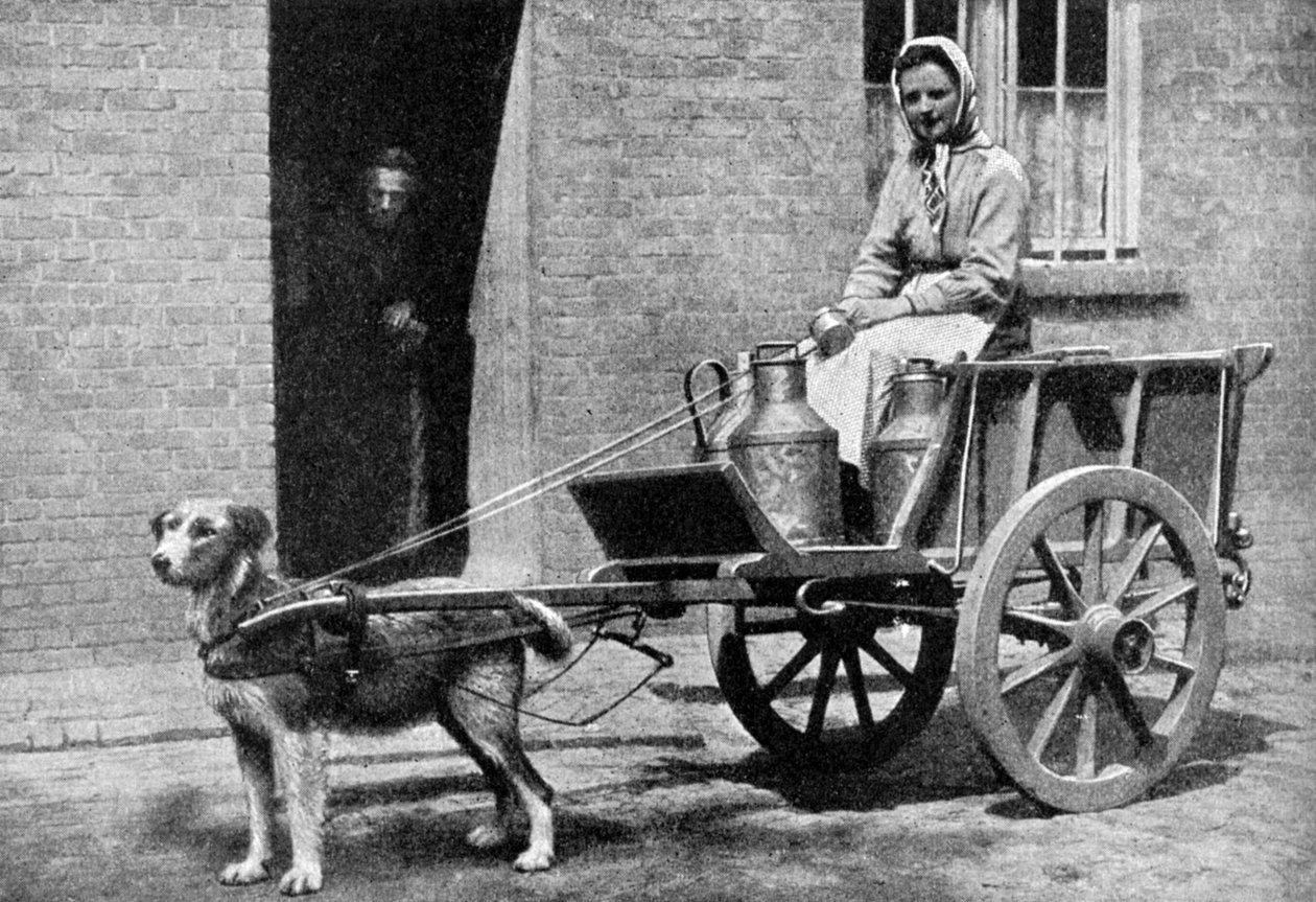 Egy belga tejesnő reggeli körútján, Belgium, 1922. alkotó: Donald McLeish