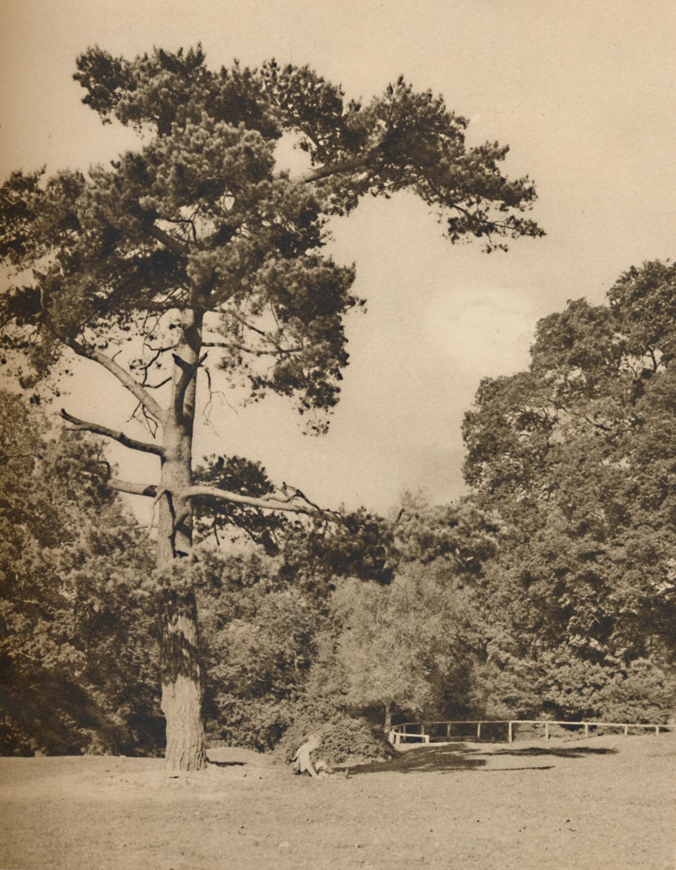 Hadley Woodsban, Enfield Chase régi királyi vadászerdőjének maradványa, 1935. alkotó: Donald McLeish