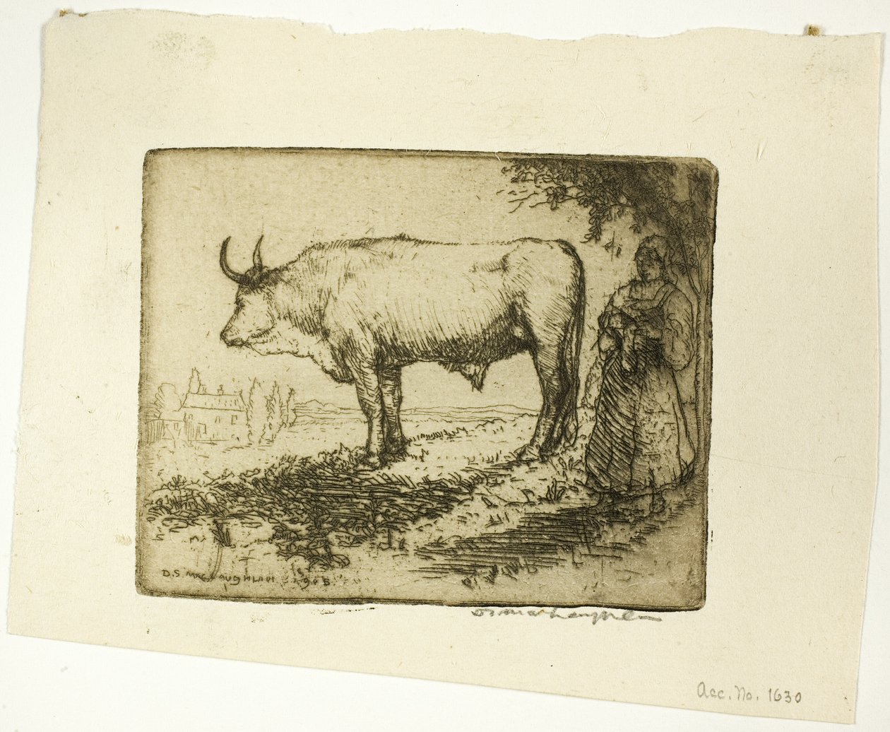 A fehér ökör alkotó: Donald Shaw MacLaughlan