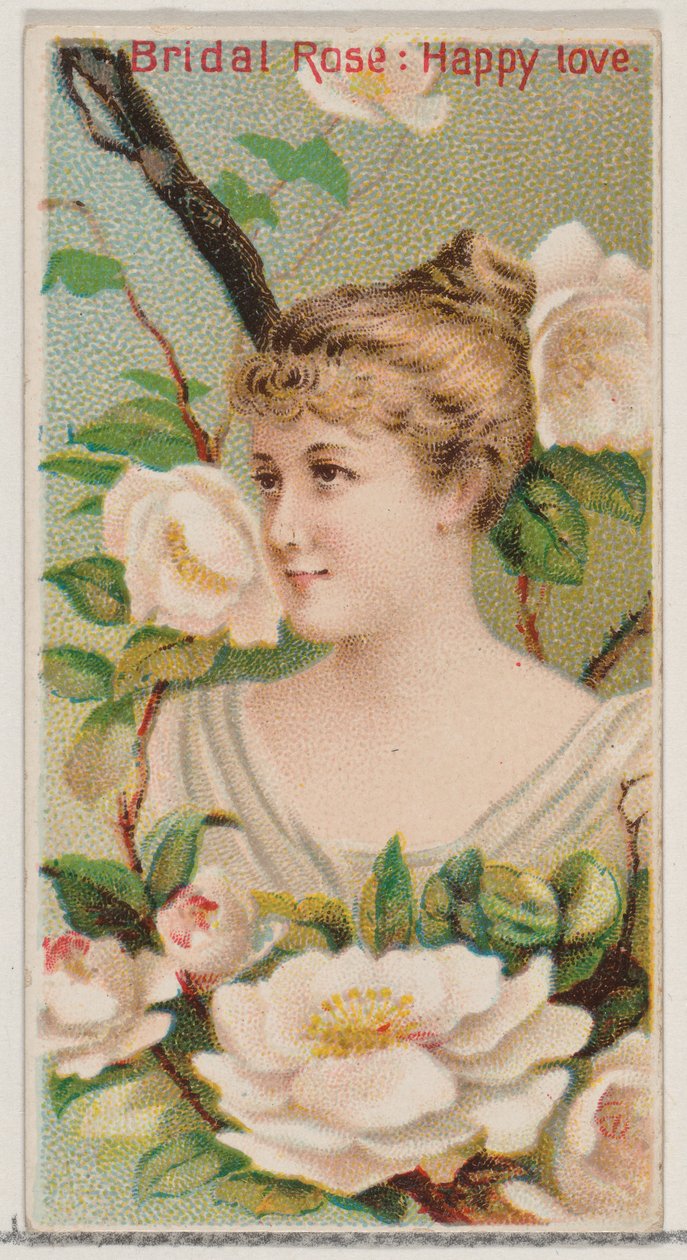 Menyasszonyi rózsa: Boldog szerelem, a Virágos szépségek és a Virágok nyelve című sorozatból N75 for..., 1892. alkotó: Donaldson Brothers