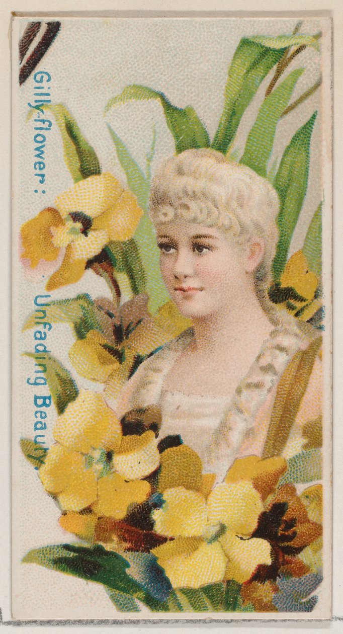 Gilly-flower: Fading Beauty, a Virágszépségek és a Virágok nyelve sorozatból N7..., 1892. alkotó: Donaldson Brothers