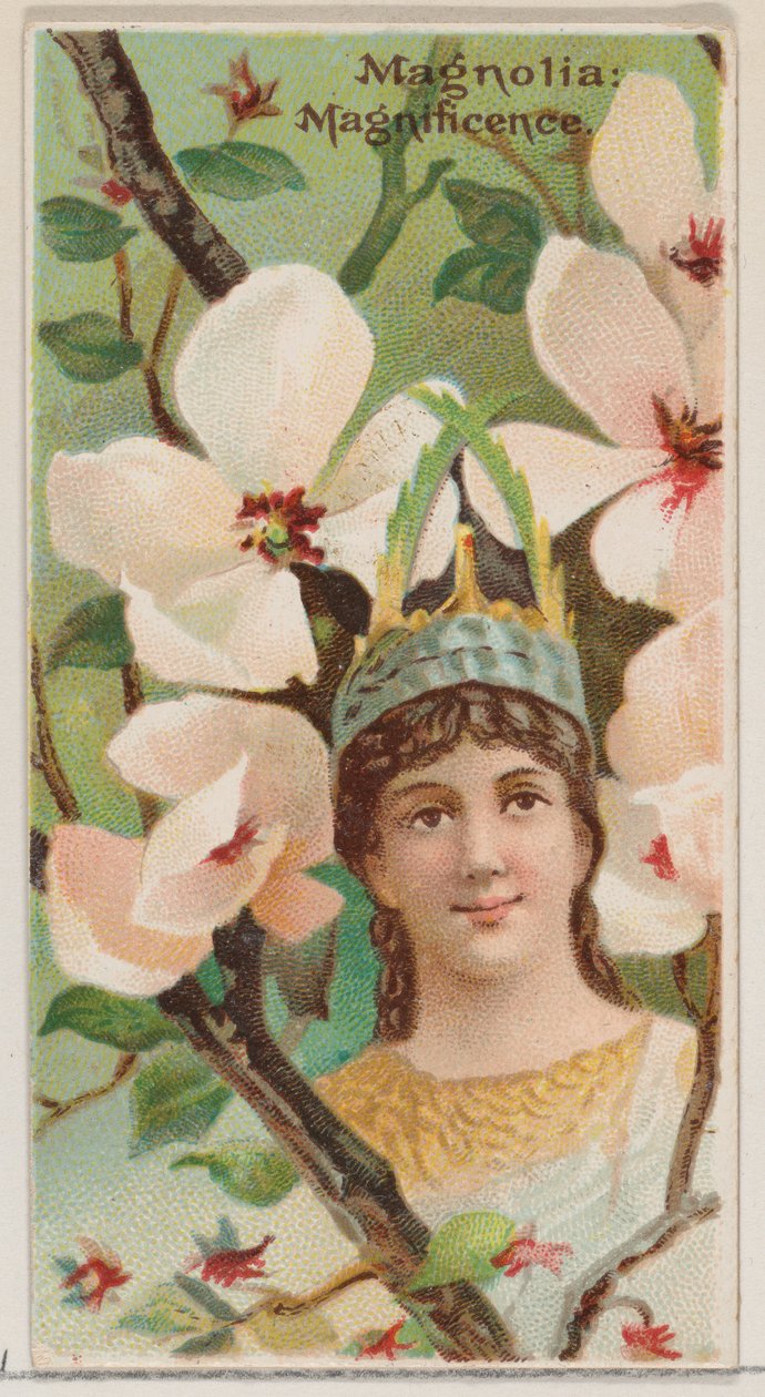 Magnolia: Magnificence, a Virágok szépségei és a Virágok nyelve sorozatból N75, ..., 1892. alkotó: Donaldson Brothers