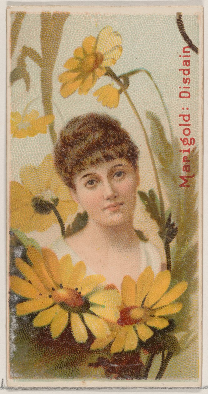 Marigold: Disdain, a Virágok szépségei és a Virágok nyelve című sorozatból N75 Duke ... számára, 1892. alkotó: Donaldson Brothers